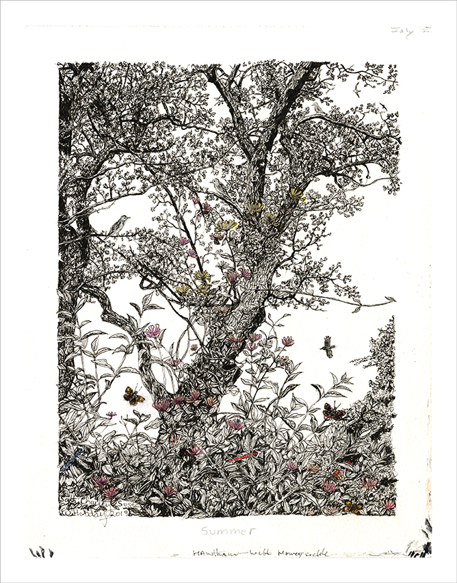 Summer - Hawthorne with Honeysuckle